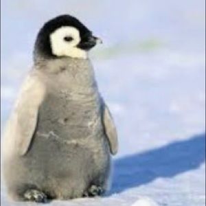 Meet your Posher, Isabel